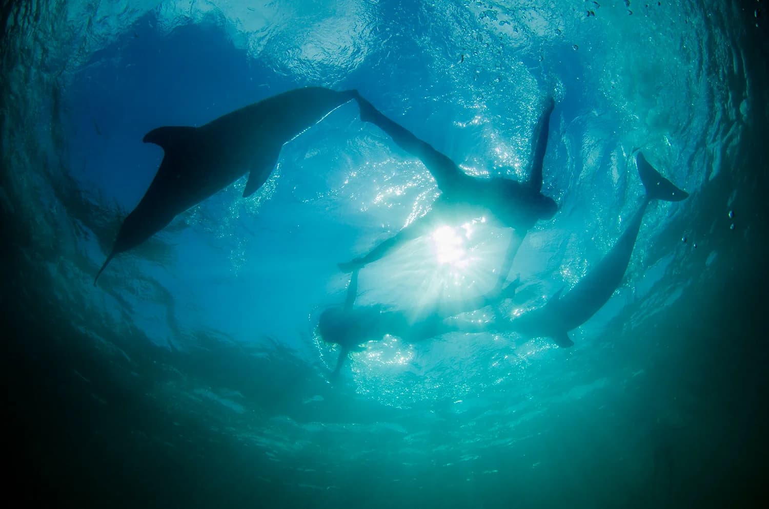 Swim with dolphins at Dolphin Explorer